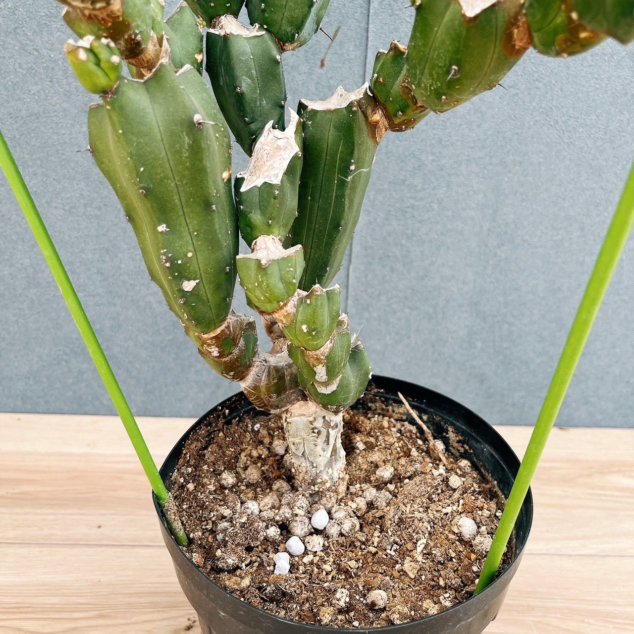 現品］8番 サボテン リュウジンボク ブランチ 観葉植物 室内 おしゃれ