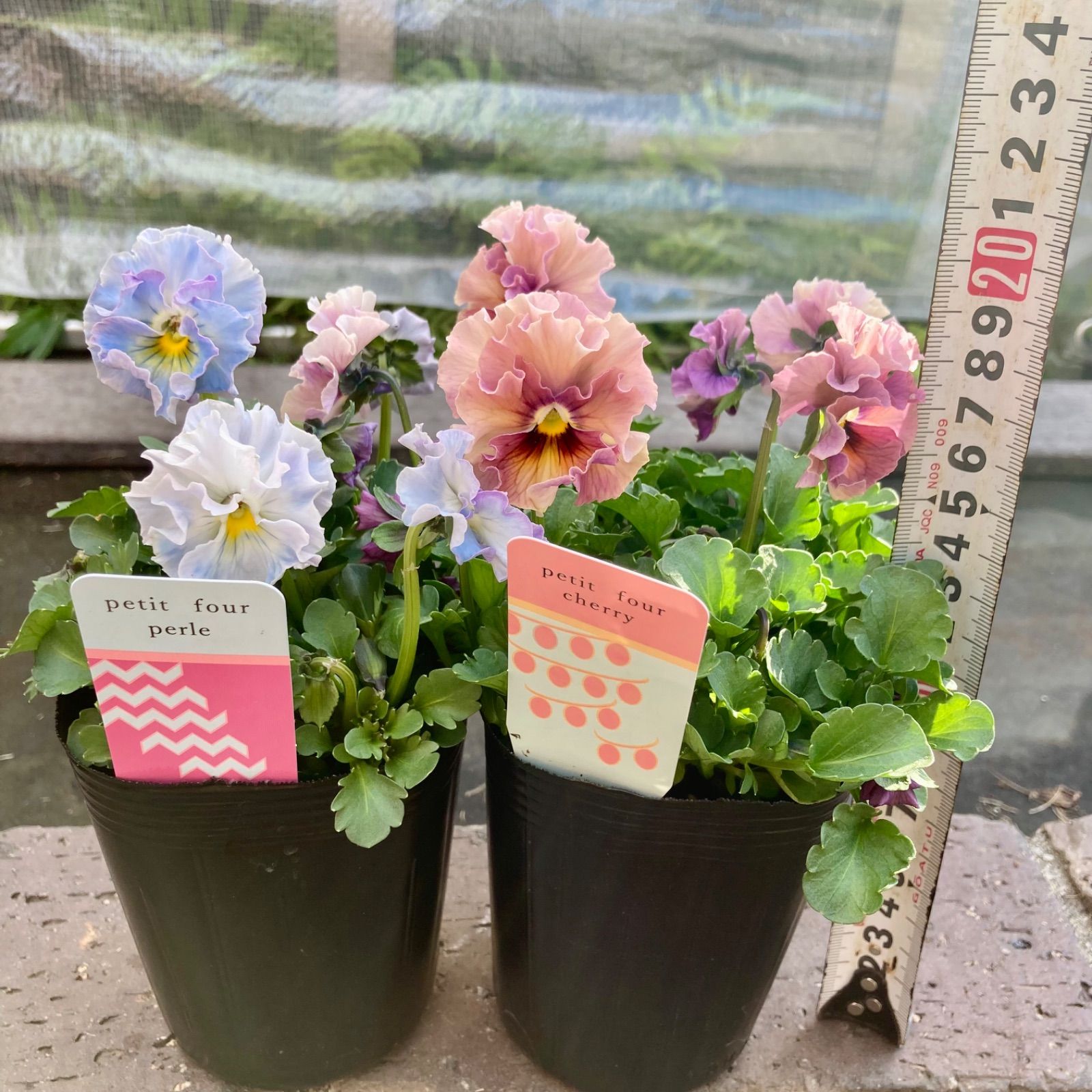 R*U様 プティフール　ビオラ　ペルル　ハルグリン　苗　送料込み ハルグリンさん】 ビオラ 『プティフール・ペルル 2番』 3寸POT