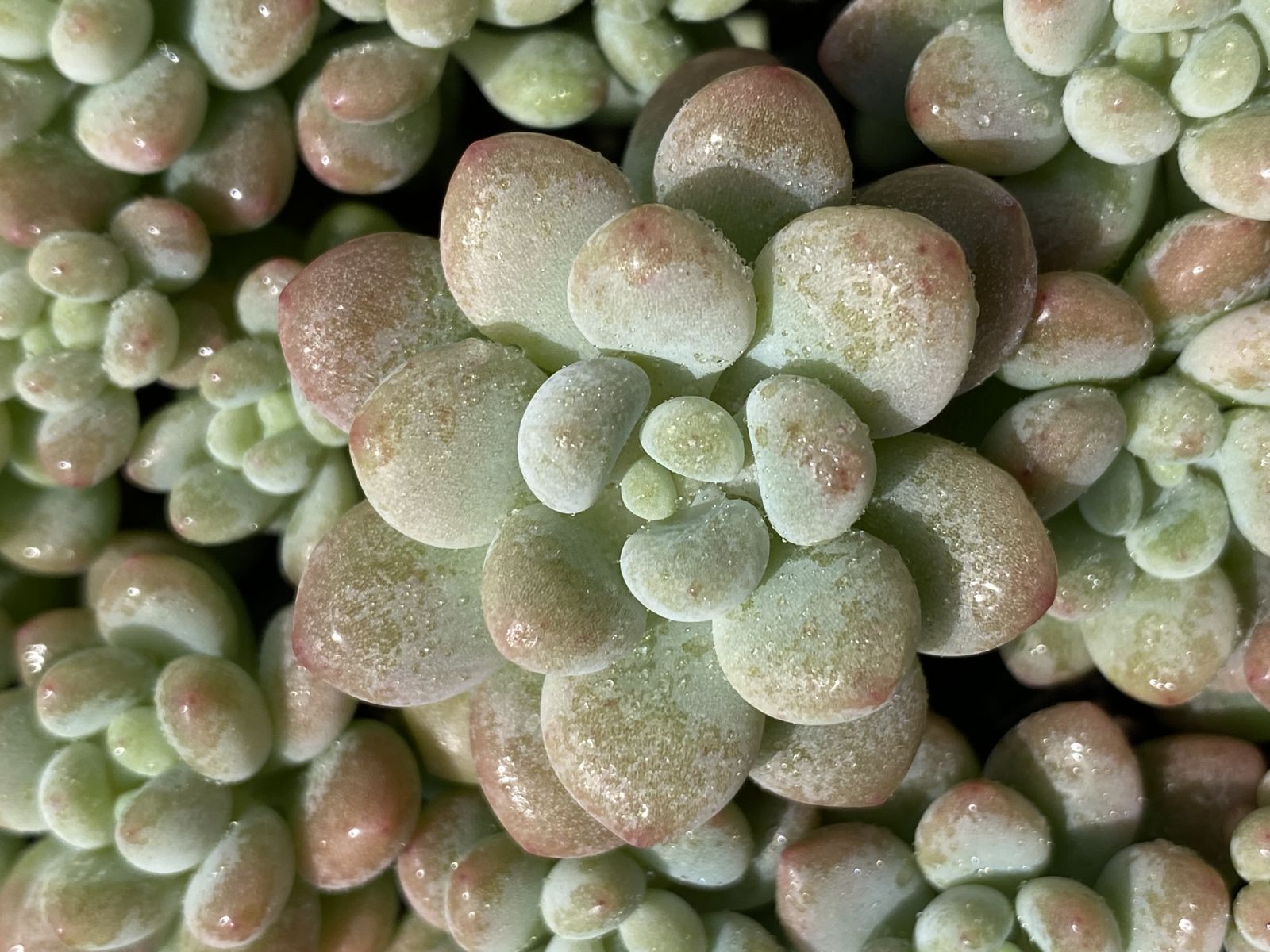 SALE！ SALE！ロココ XQS118 105苗 土付き 大人気セット 新入荷