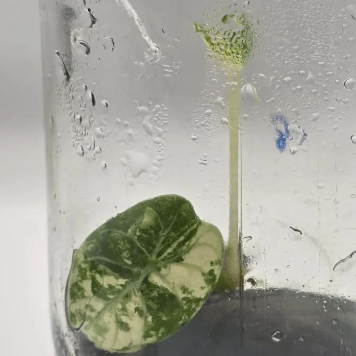 Alocasia watsoniana ‘Albo Variegata’ アロカシア ワトソニアナ アルボ 組織培養