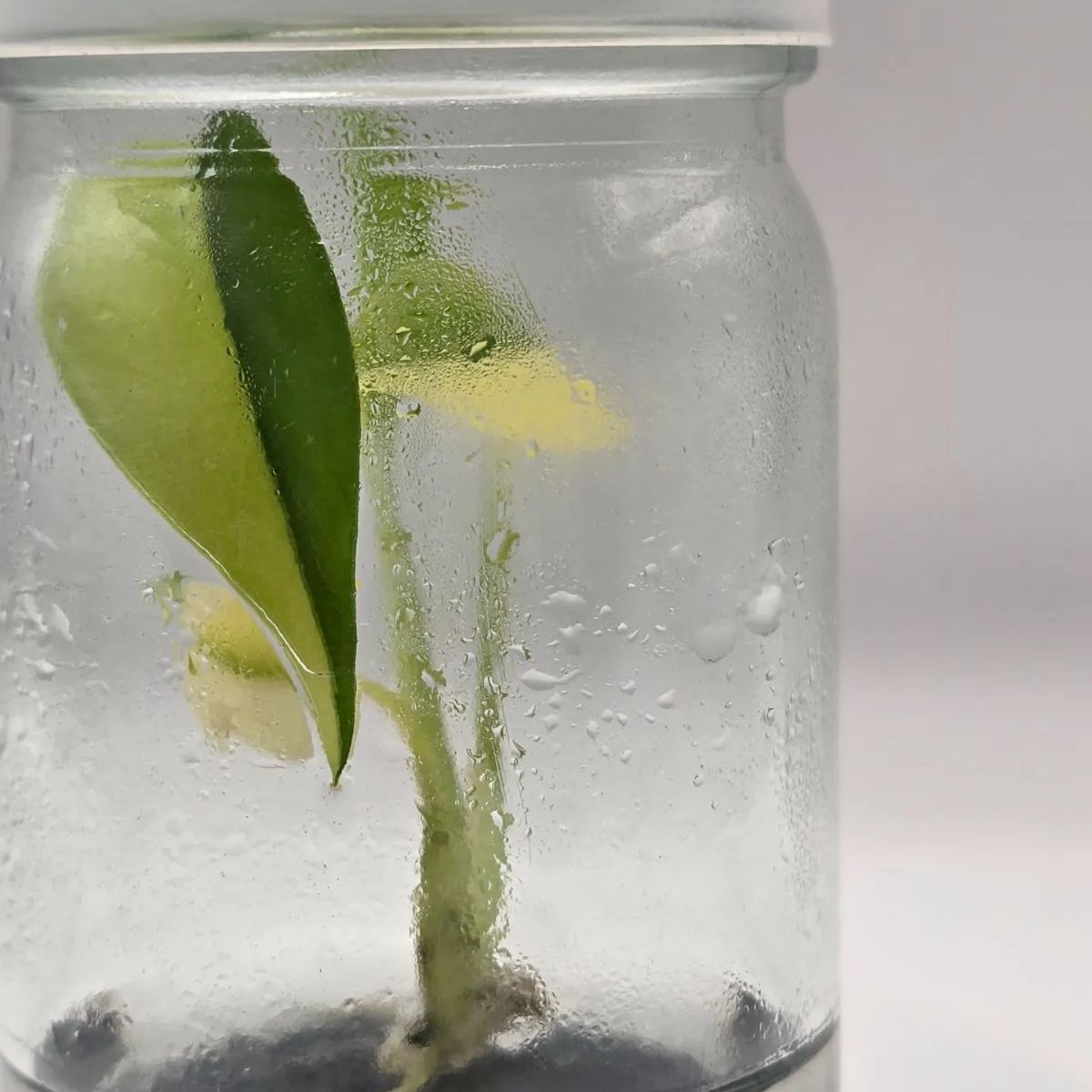 モンステラ デリシオーサ 'Yellow Marilyn' 組織培養株／モンステラ