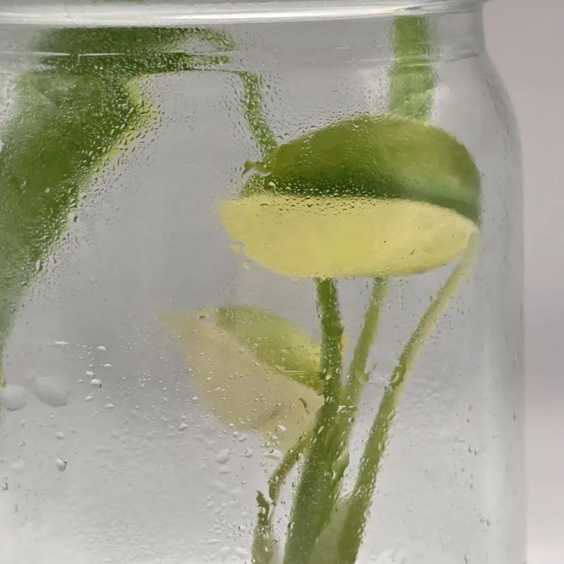 モンステラ デリシオーサ 'Yellow Marilyn' 組織培養株／モンステラ