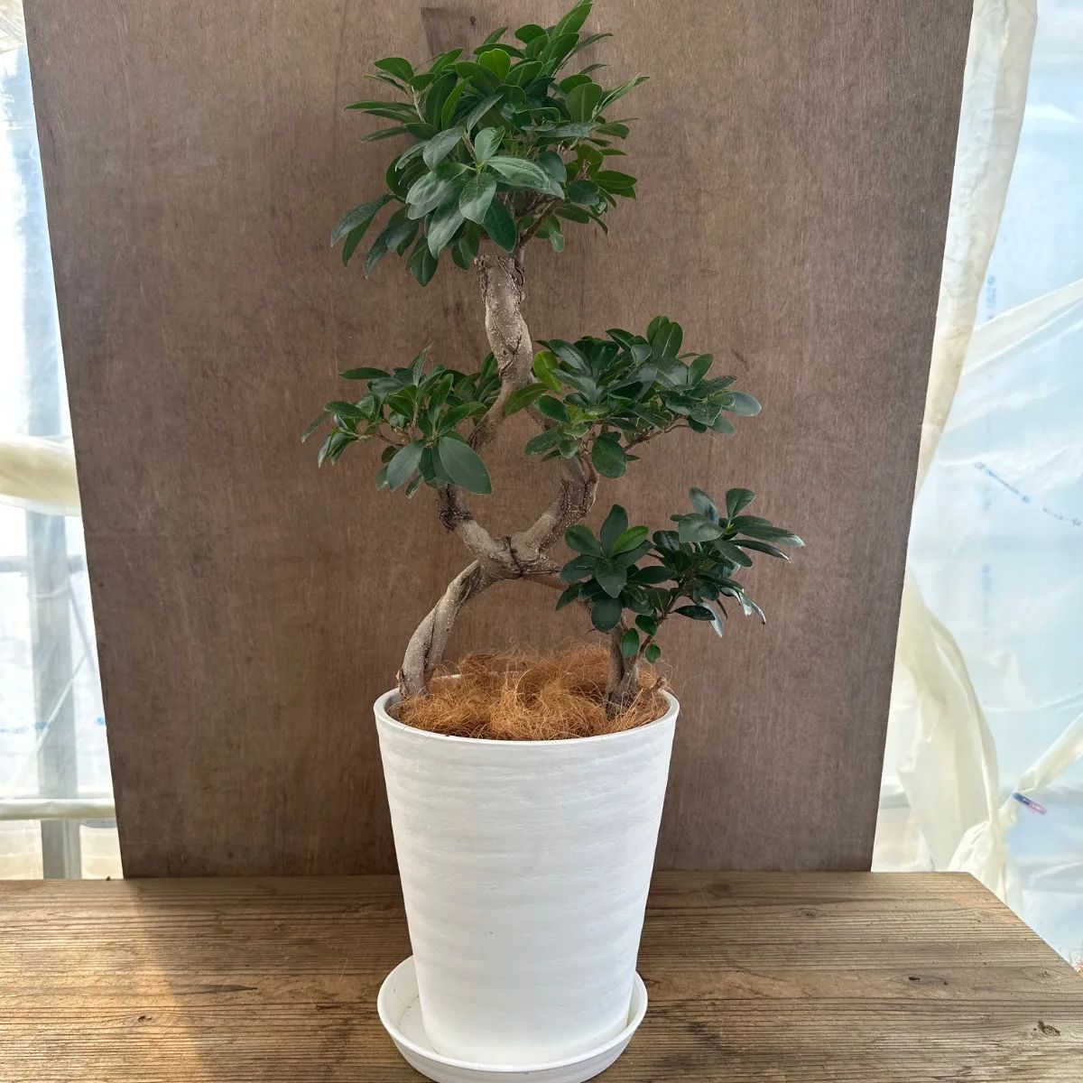 ガジュマル 8の字①Ficus microcarpa 8の字仕立て フィカス ミクロカルパ 多幸の木 幸せを呼ぶ木 まがり 8号 観葉植物 観葉 植物 珍奇植物 珍奇 珍しい レア 希少 塊根植物 塊根 コーデックス インテリア プレゼント 開店祝い 新築祝い