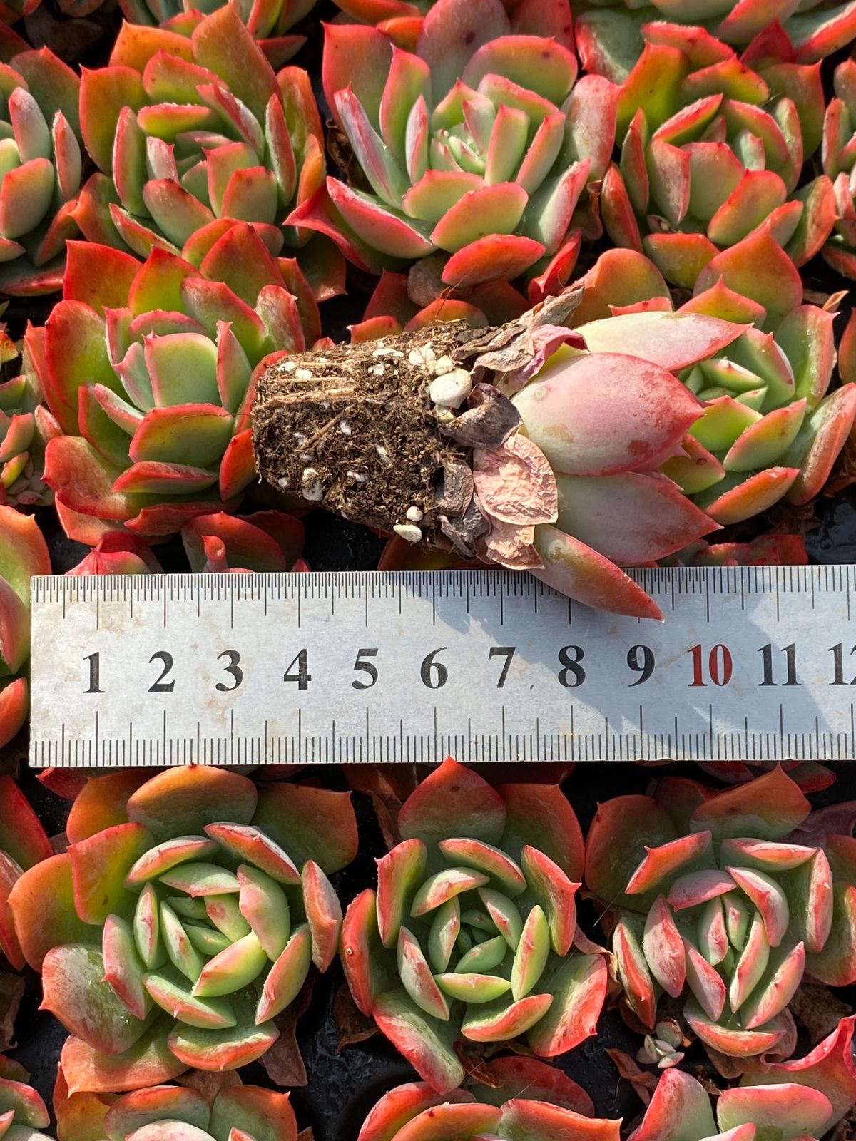 AAA SALE！ SALE！ロッキー 72苗 XP8 土付き 大人気セット 新入荷