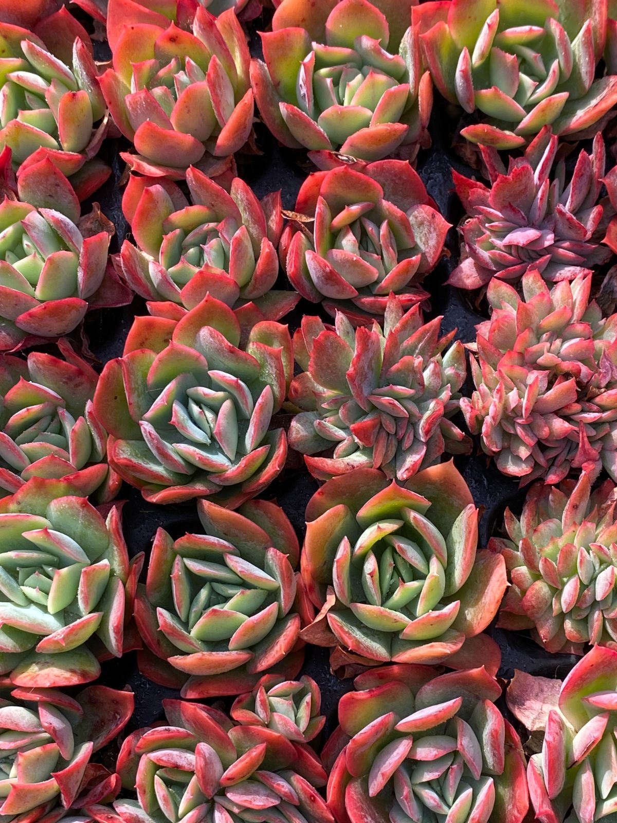 AAA SALE！ SALE！ロッキー 72苗 XP8 土付き 大人気セット 新入荷