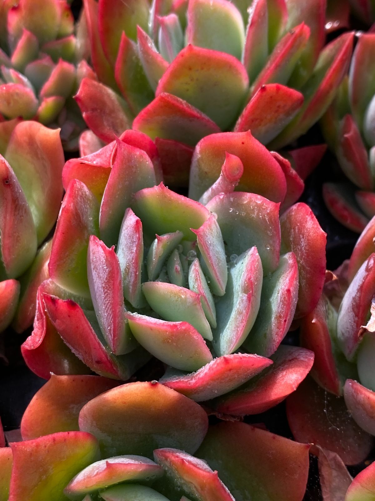 AAA SALE！ SALE！ロッキー 72苗 XP8 土付き 大人気セット 新入荷