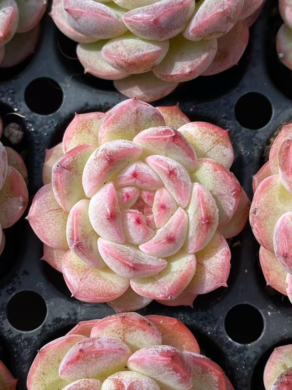 SALE！ SALE！ジェニー 72苗 XP13 土付き 大人気セット 新入荷