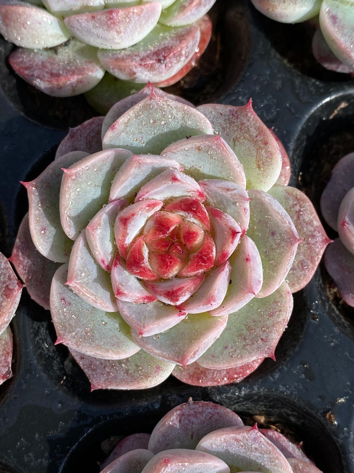 SALE！ SALE！ビロード 72苗 XP14 土付き 大人気セット 新入荷