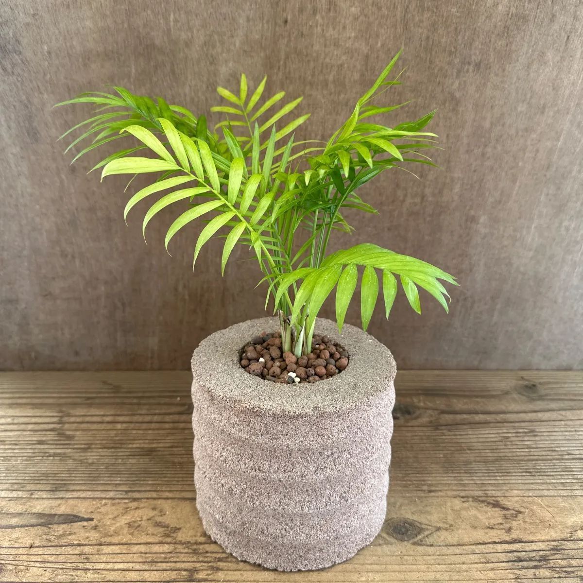 アゾン YUZUHA Sweet Days ブラックベリーヘア ストア限定版