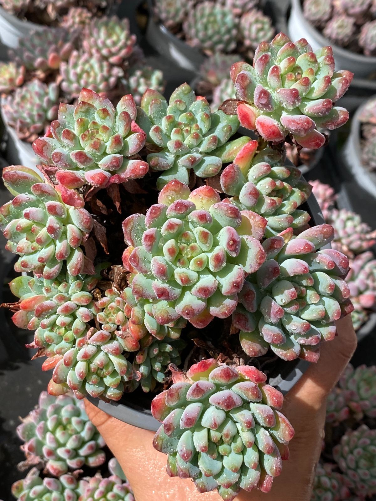 Top【選抜株】多肉植物　22305 イーブル　アイ21個　鉢無し/脱土 18株の抜き苗セット】ブルーアップル 多肉植物 佐川急便発送