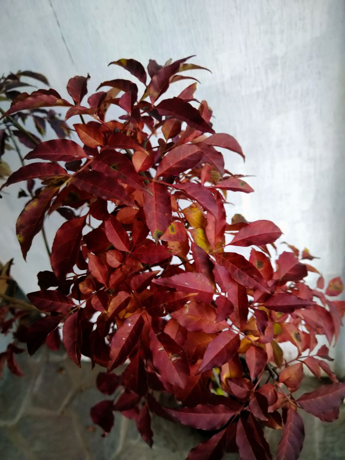 紅葉アオダモ株立ち㊵ 【公式通販】