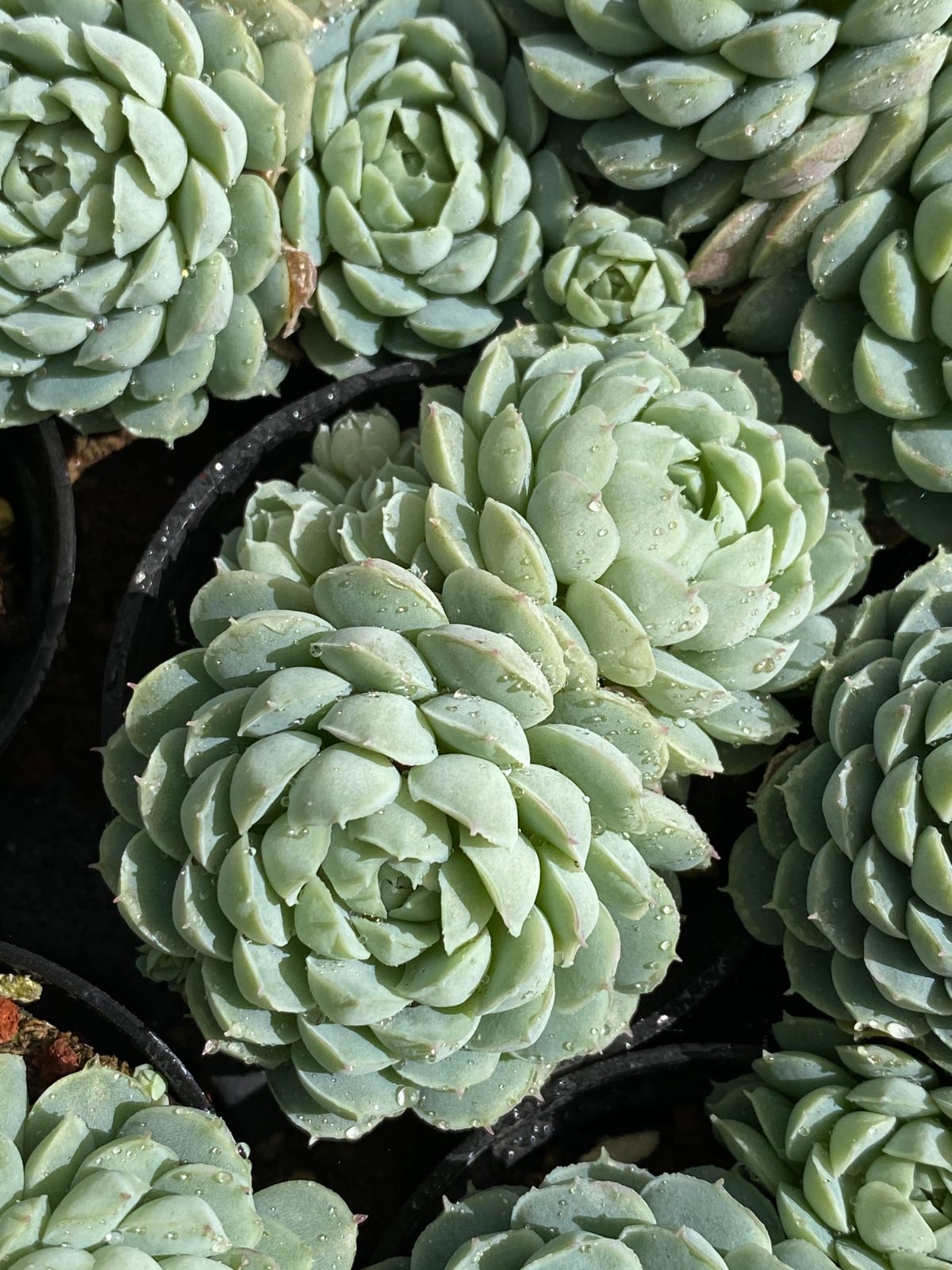 50株の抜き苗セット ラノリンボール 多肉植物 佐川急便発送 エケベリア 韓国苗 ZZ 30