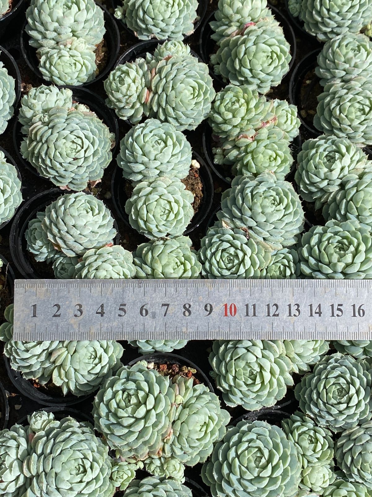 50株の抜き苗セット ラノリンボール 多肉植物 佐川急便発送 エケベリア 韓国苗 ZZ 30