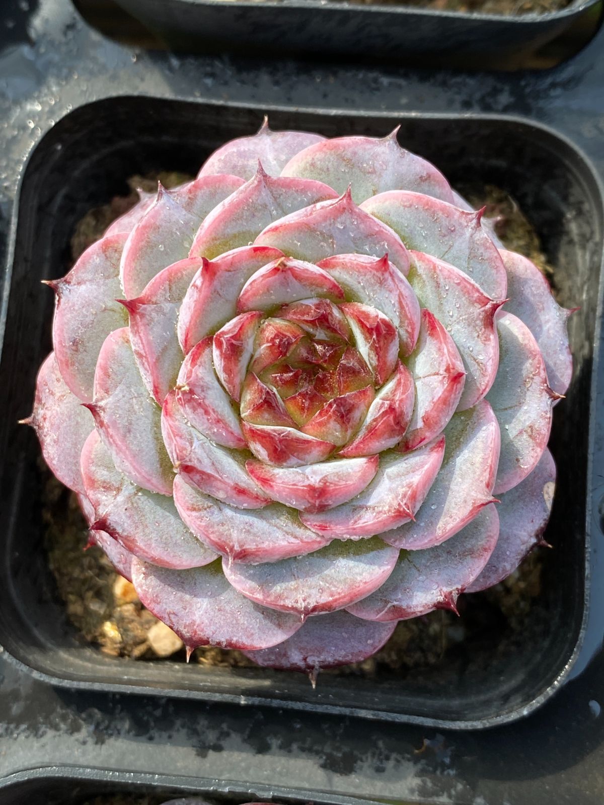 50株の抜き苗セット ビロード 多肉植物 佐川急便発送 エケベリア 韓国苗 ZZ 37