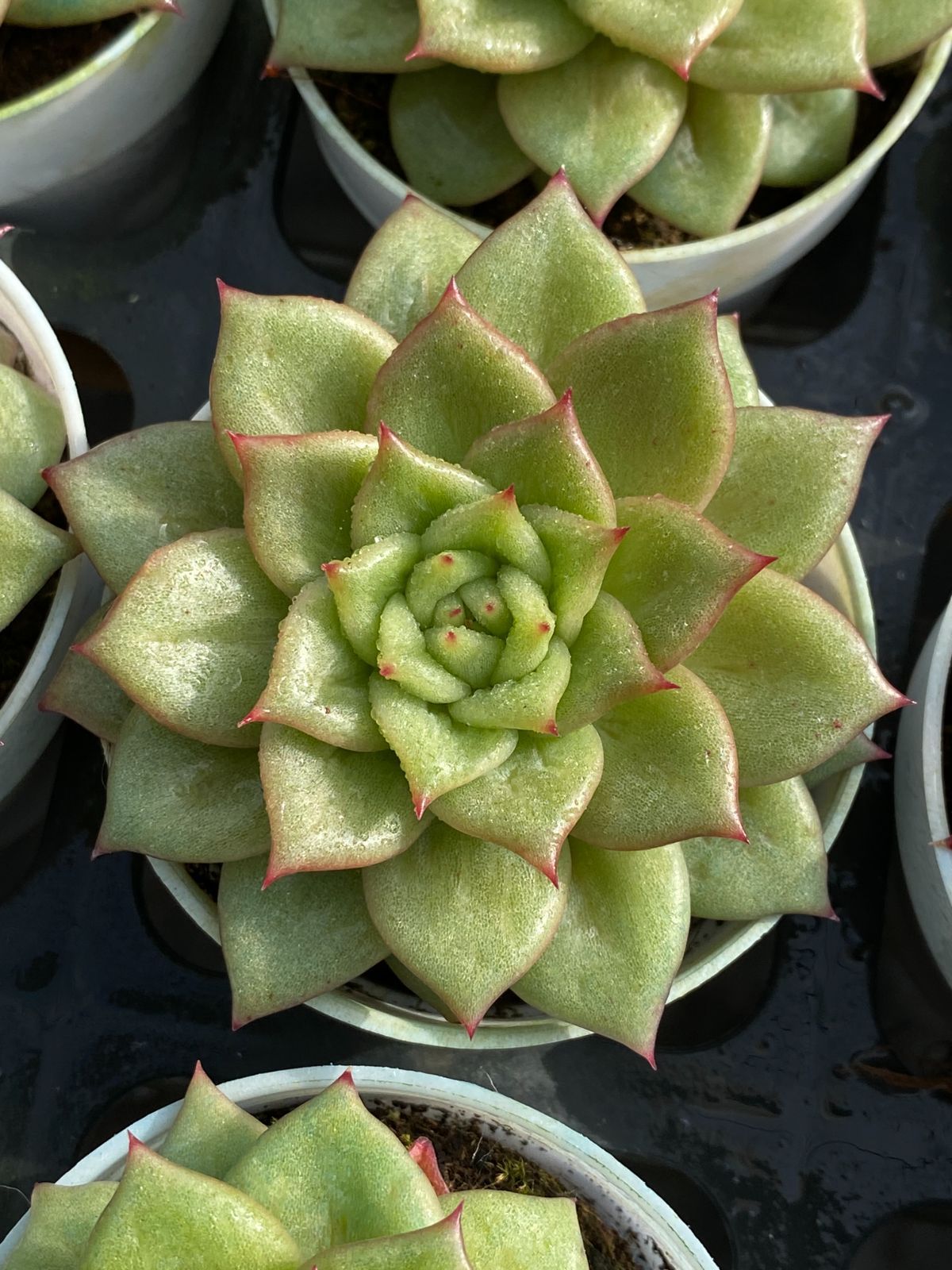 50株の抜き苗セット グリーン 多肉植物 佐川急便発送 エケベリア 韓国苗 ZZ 40