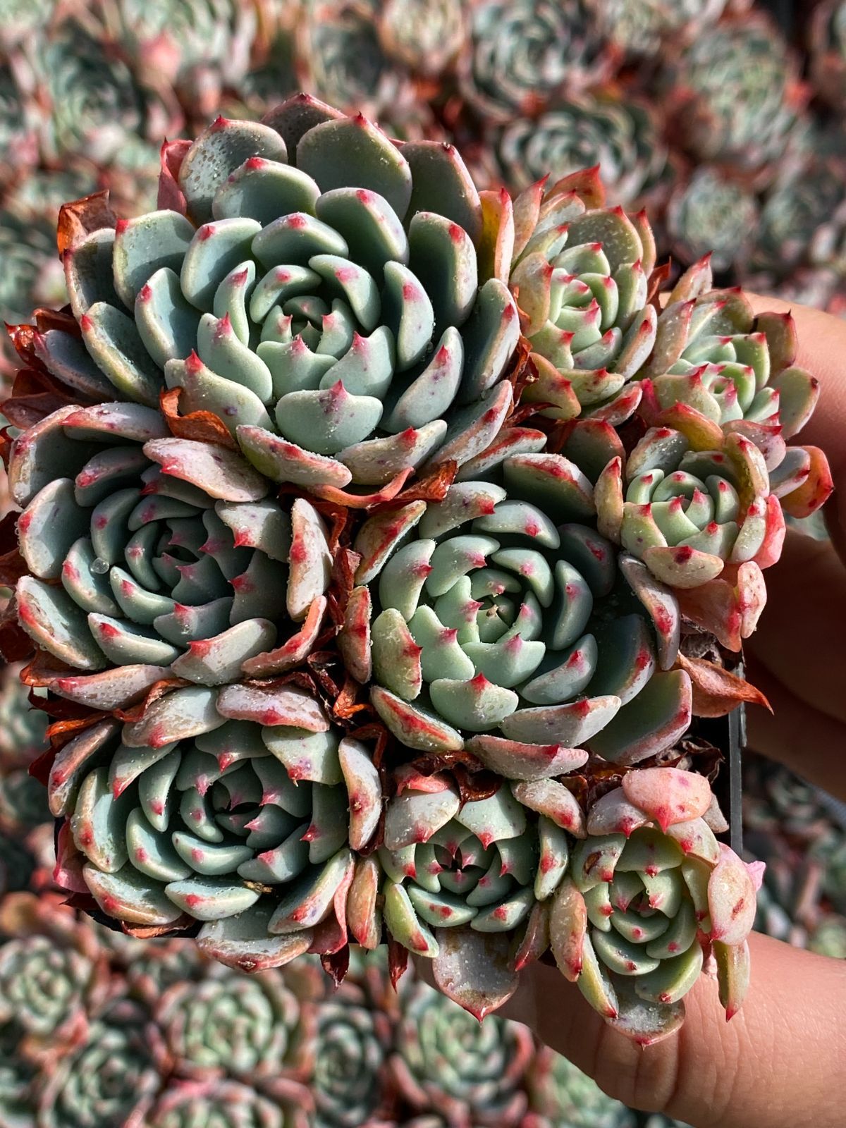 50株の抜き苗セット ナナ ミニ フック 多肉植物 佐川急便発送 エケベリア 韓国苗 ZZ 052