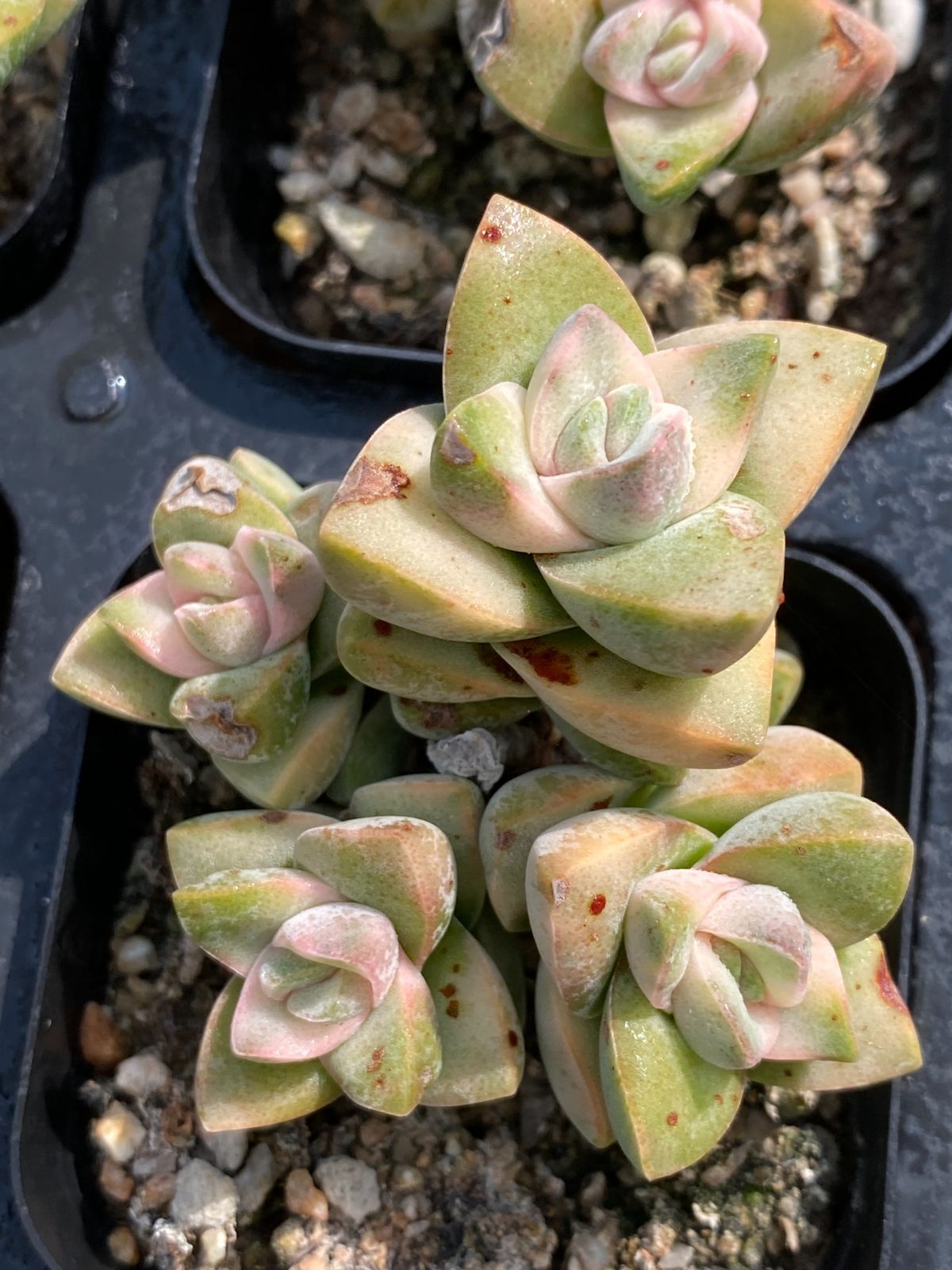 50株の抜き苗セット 紀の川 多肉植物 佐川急便発送 エケベリア 韓国苗 ZZ 72