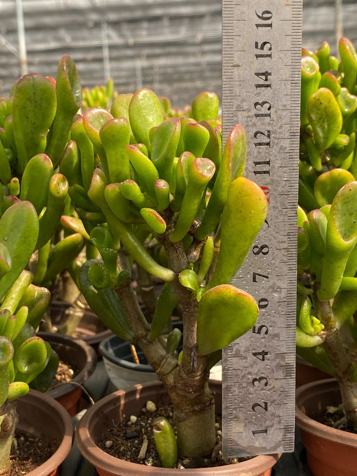 多肉植物 佐川急便発送