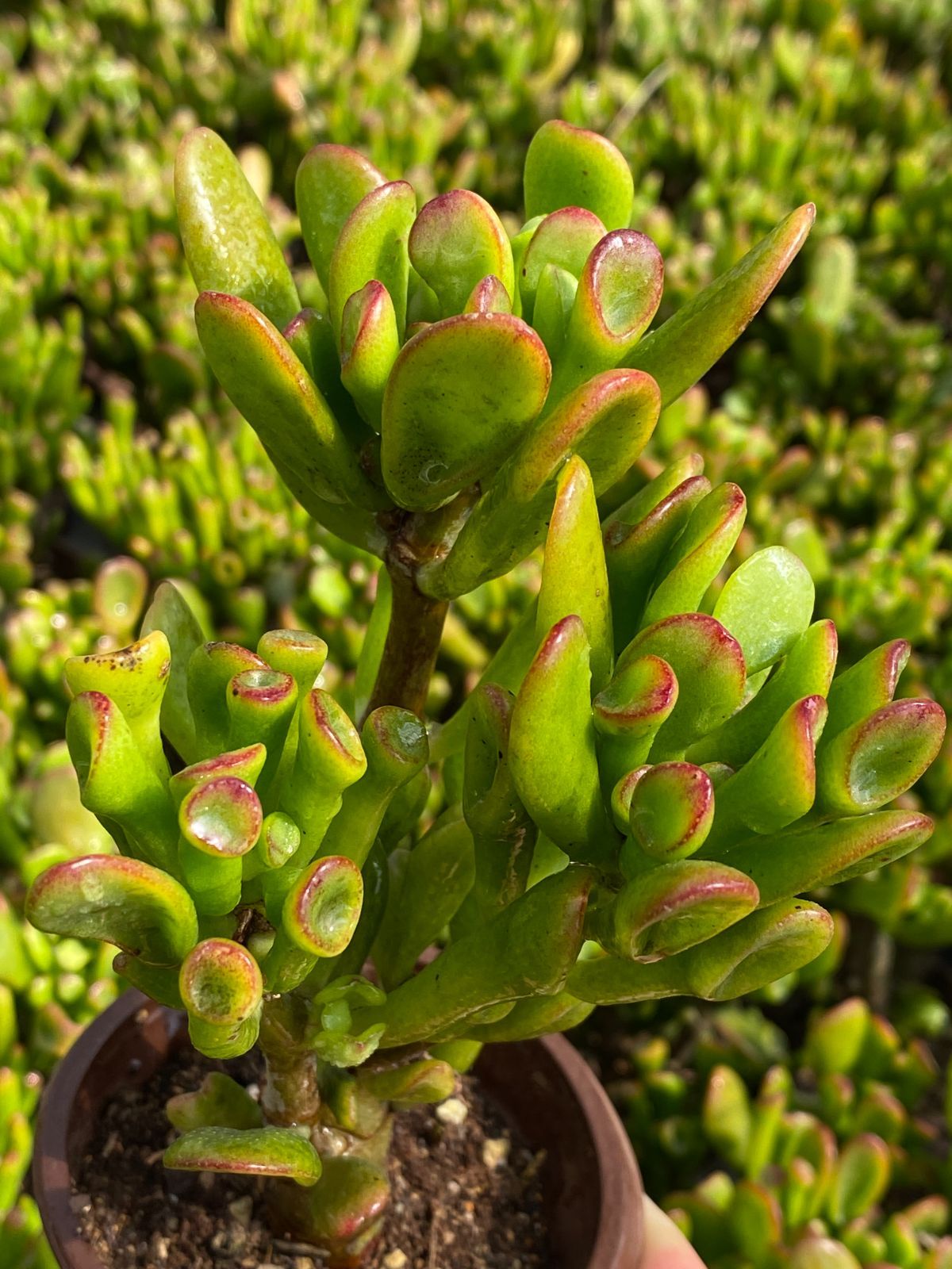 クラッスラ ゴーラム