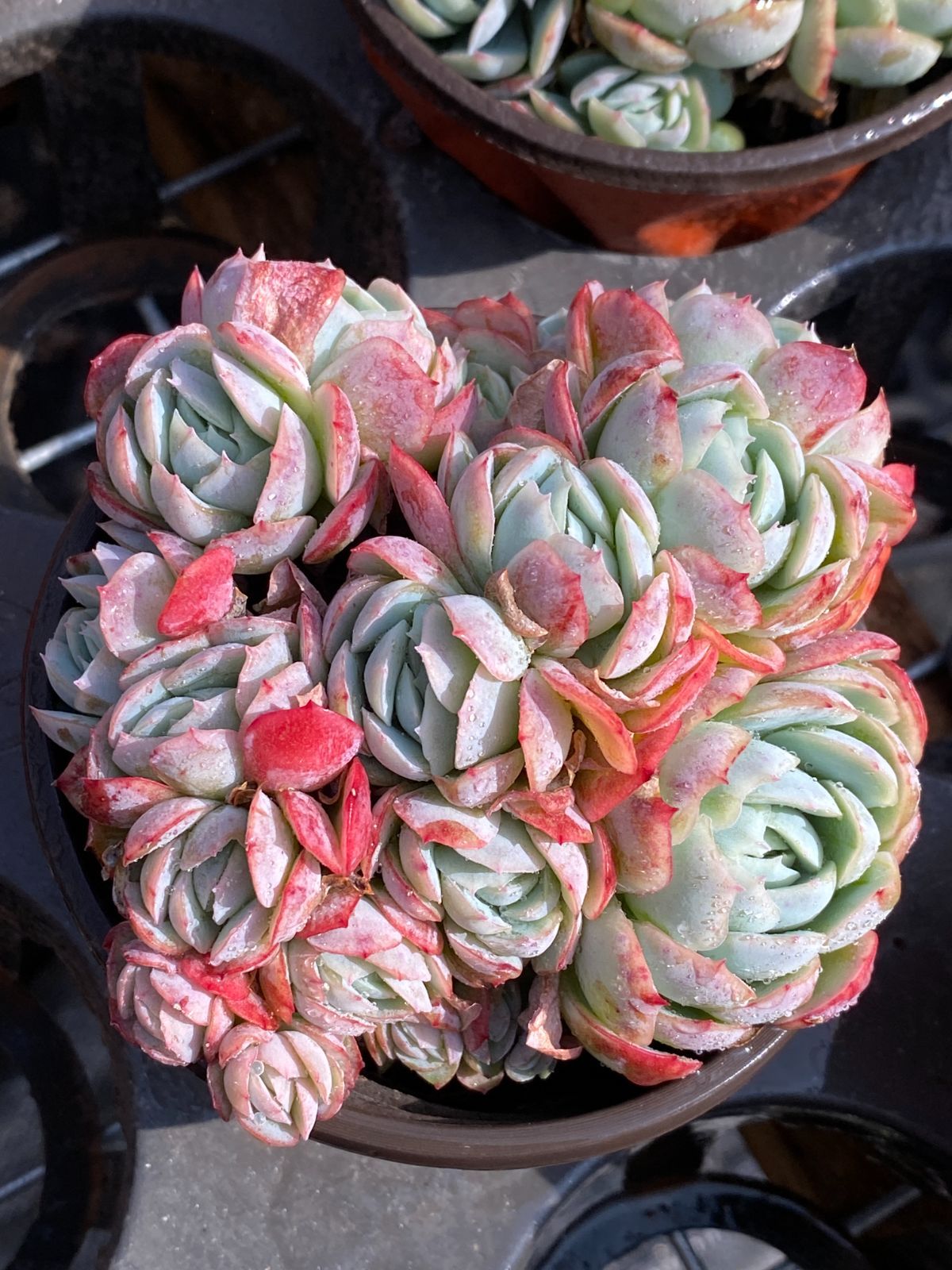 18株の抜き苗セット クリームベリー 多肉植物 佐川急便発送 エケベリア 韓国苗 ZZ 87