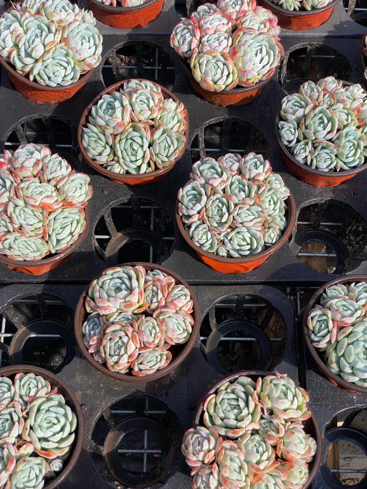 18株の抜き苗セット クリームベリー 多肉植物 佐川急便発送 エケベリア 韓国苗 ZZ 87