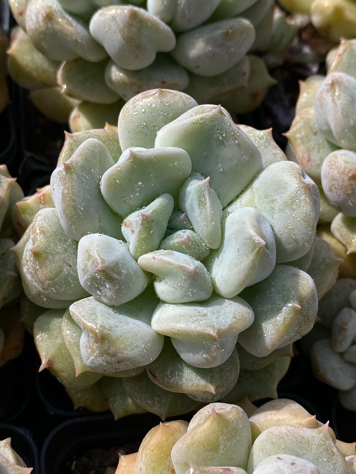 50株の抜き苗セット 超クリーム 多肉植物 佐川急便発送 エケベリア 韓国苗 ZZ 89