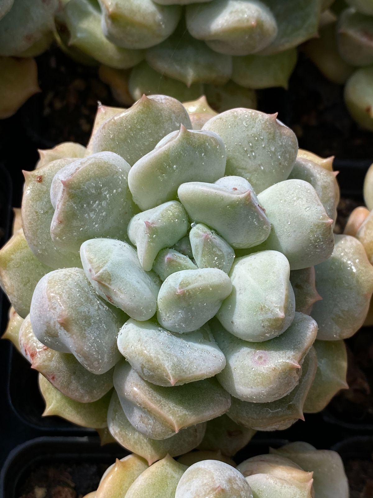 50株の抜き苗セット 超クリーム 多肉植物 佐川急便発送 エケベリア 韓国苗 ZZ 89