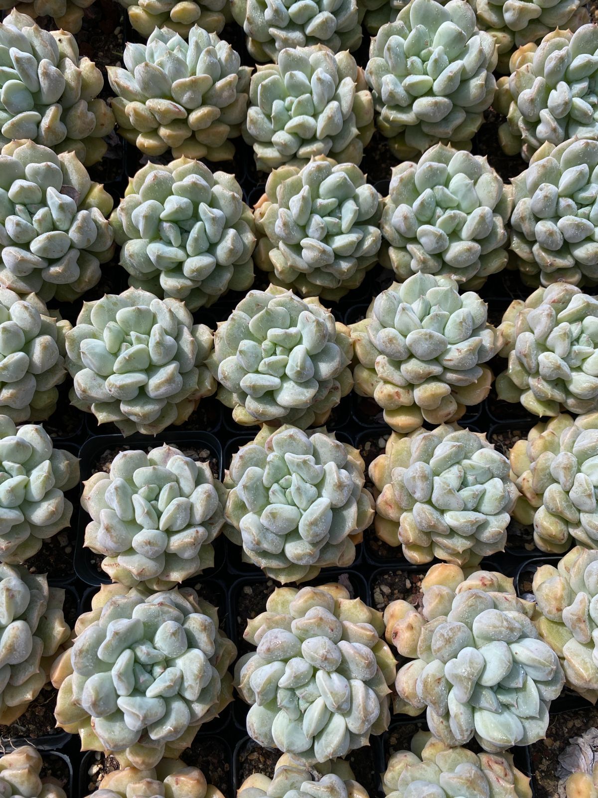 50株の抜き苗セット 超クリーム 多肉植物 佐川急便発送 エケベリア 韓国苗 ZZ 89