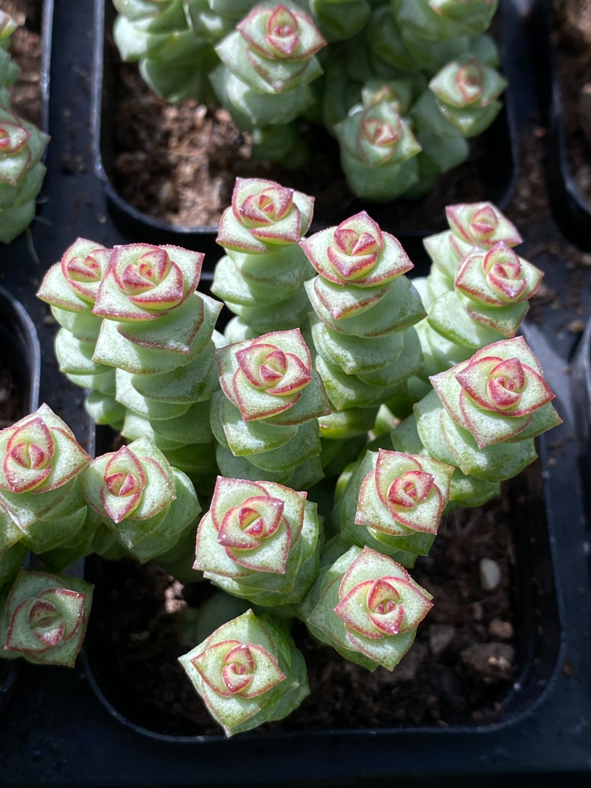 50株の抜き苗セット 数珠星 多肉植物 佐川急便発送 エケベリア 韓国苗 ZZ 94