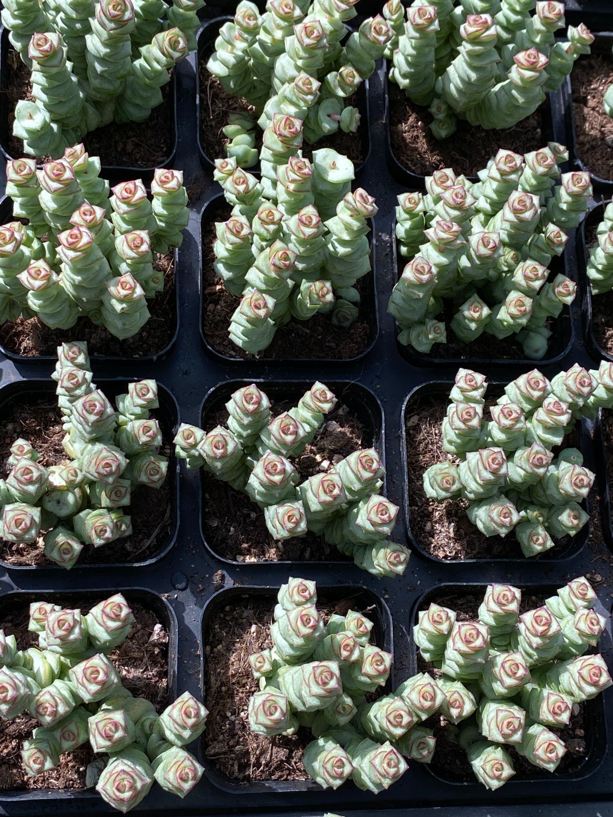 50株の抜き苗セット 数珠星 多肉植物 佐川急便発送 エケベリア 韓国苗 ZZ 94