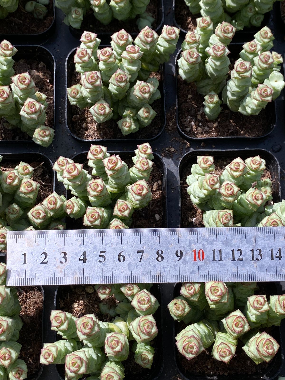 50株の抜き苗セット 数珠星 多肉植物 佐川急便発送 エケベリア 韓国苗 ZZ 94