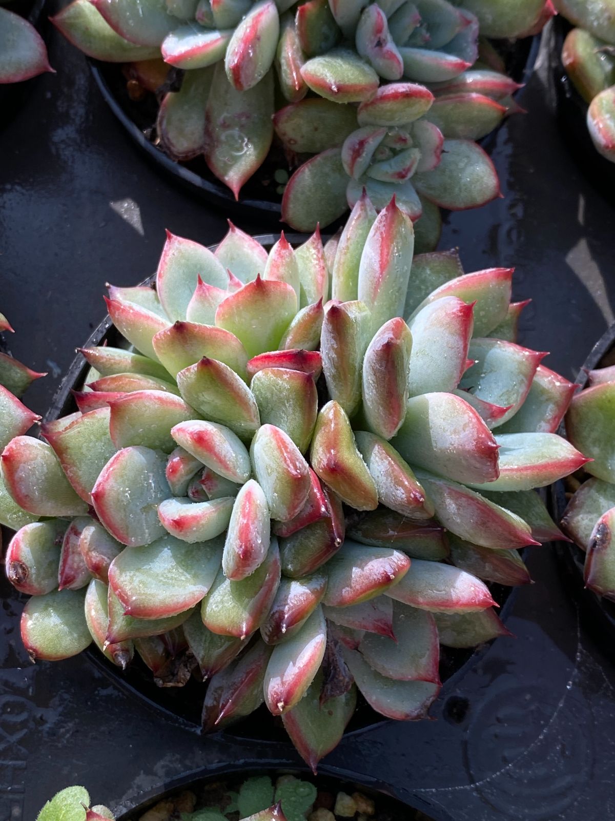 18株の抜き苗セット】ブルーバード 多肉植物 佐川急便発送 エケベリア