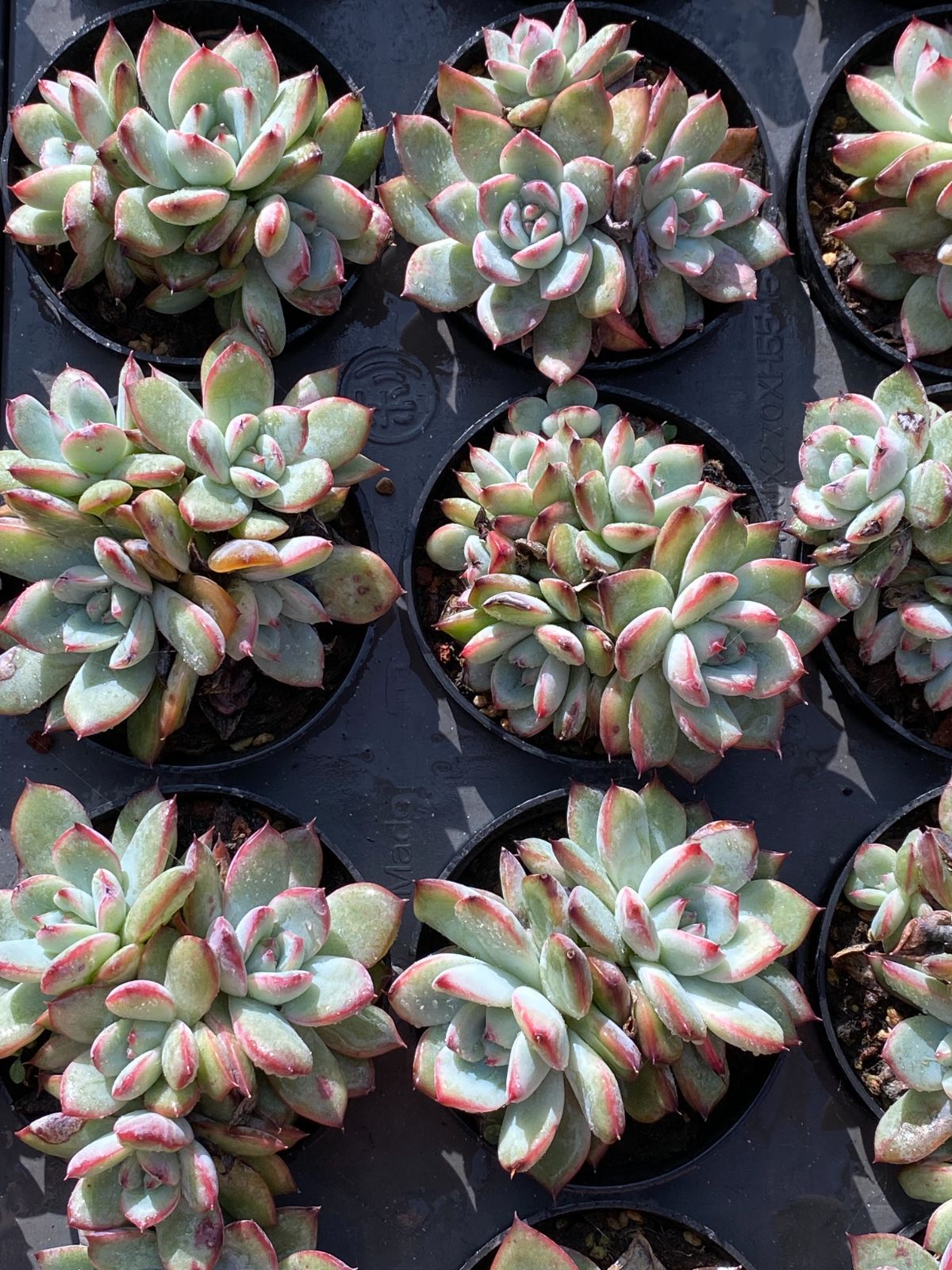 18株の抜き苗セット】ブルーバード 多肉植物 佐川急便発送 エケベリア