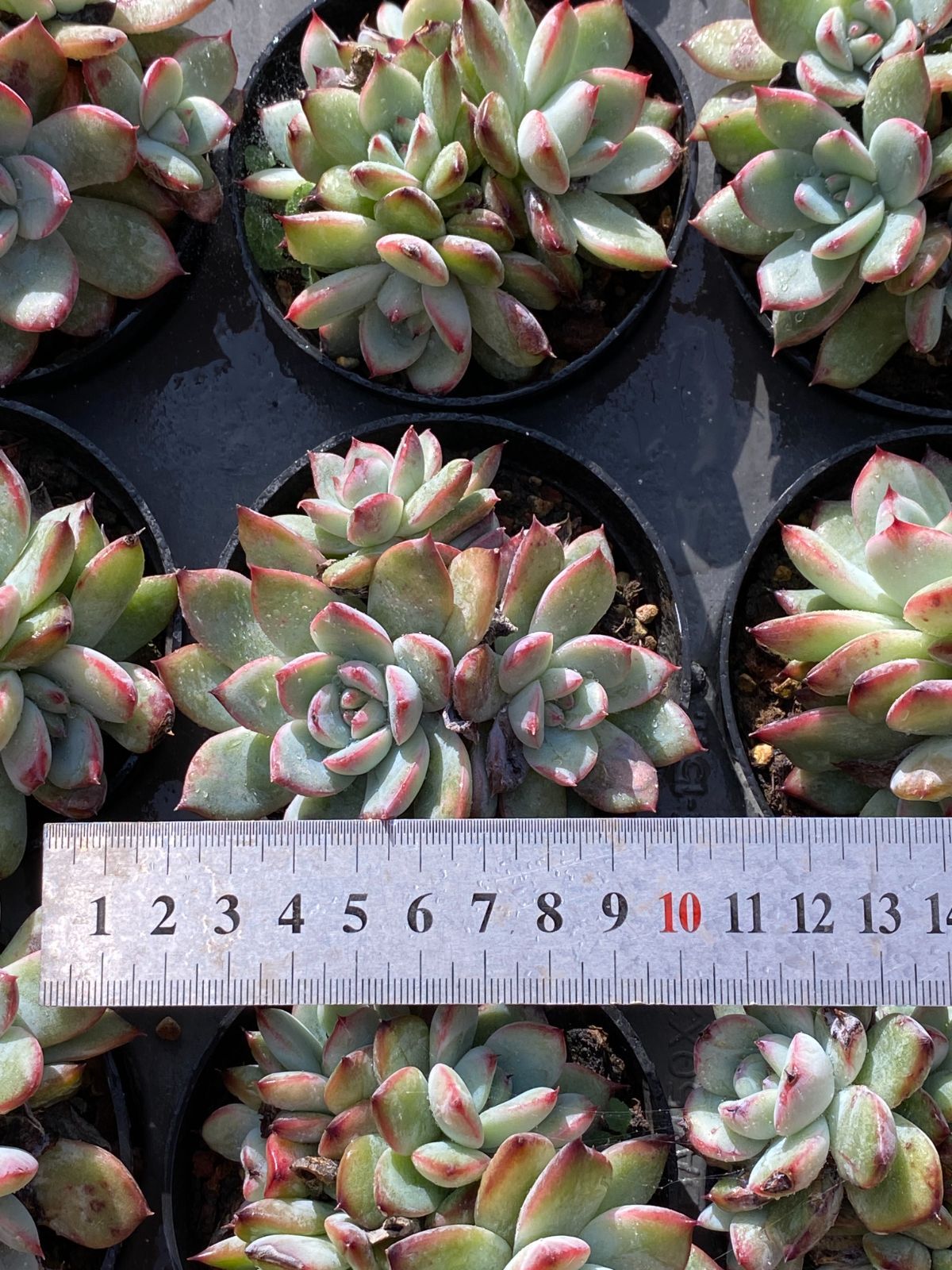 多肉植物 エケベリア ブルーバード6苗セット 多肉植物 エケベリア