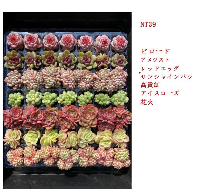 本日限定価格 NT39×49苗 新入荷 7種類セット 土付き 詰め合わせ 多肉