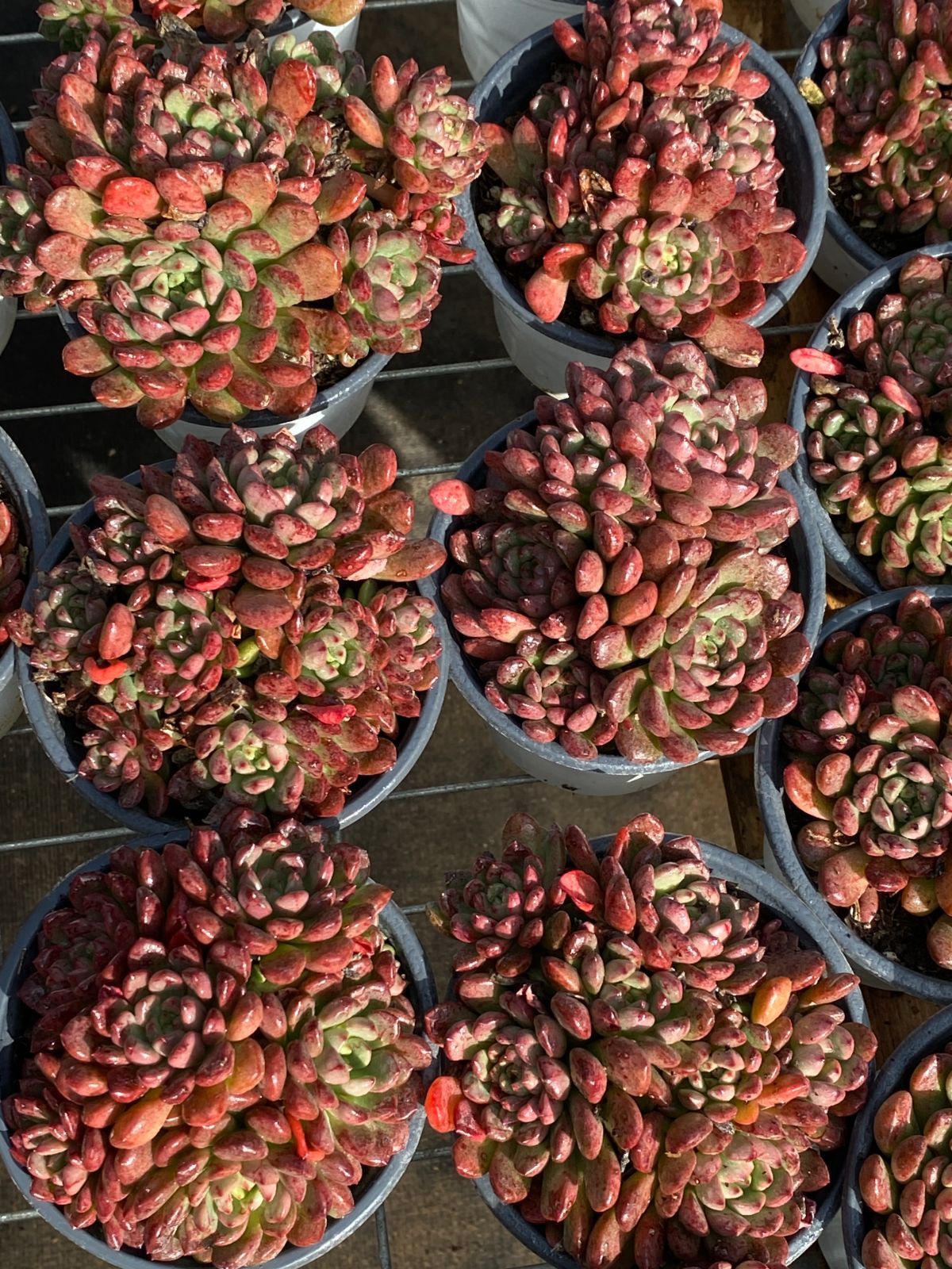 18株の抜き苗セット ルビー群生 多肉植物 佐川急便発送 エケベリア 韓国苗 ZZ 99