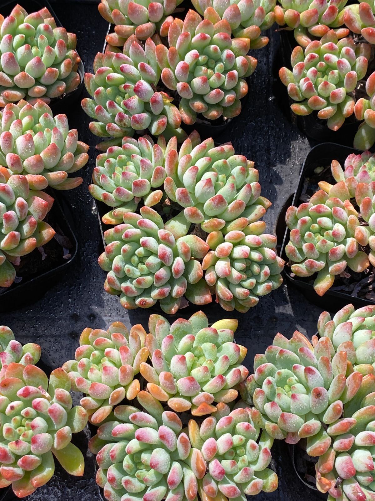 50株の抜き苗セット ブルーアップル 多肉植物 佐川急便発送 エケベリア 韓国苗 ZZ 112