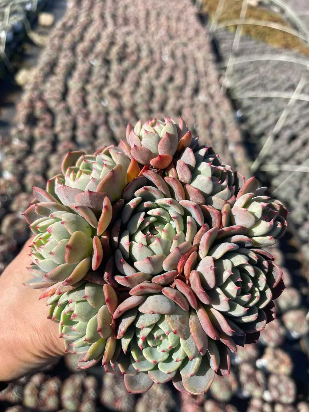 12株×ナナコミゾ 多肉植物 エケベリア セダム アエオニウム