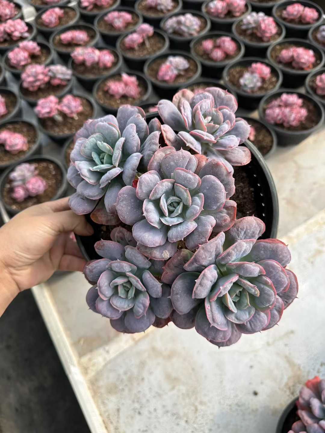 4株×ココロノツキ 多肉植物 エケベリア セダム アエオニウム