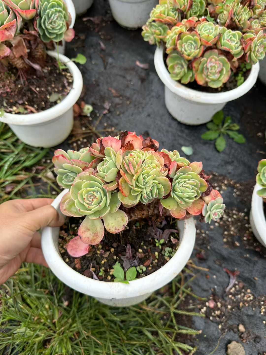 サンウォン着用 グレー ウール混紡 スカーフ付きマフラー