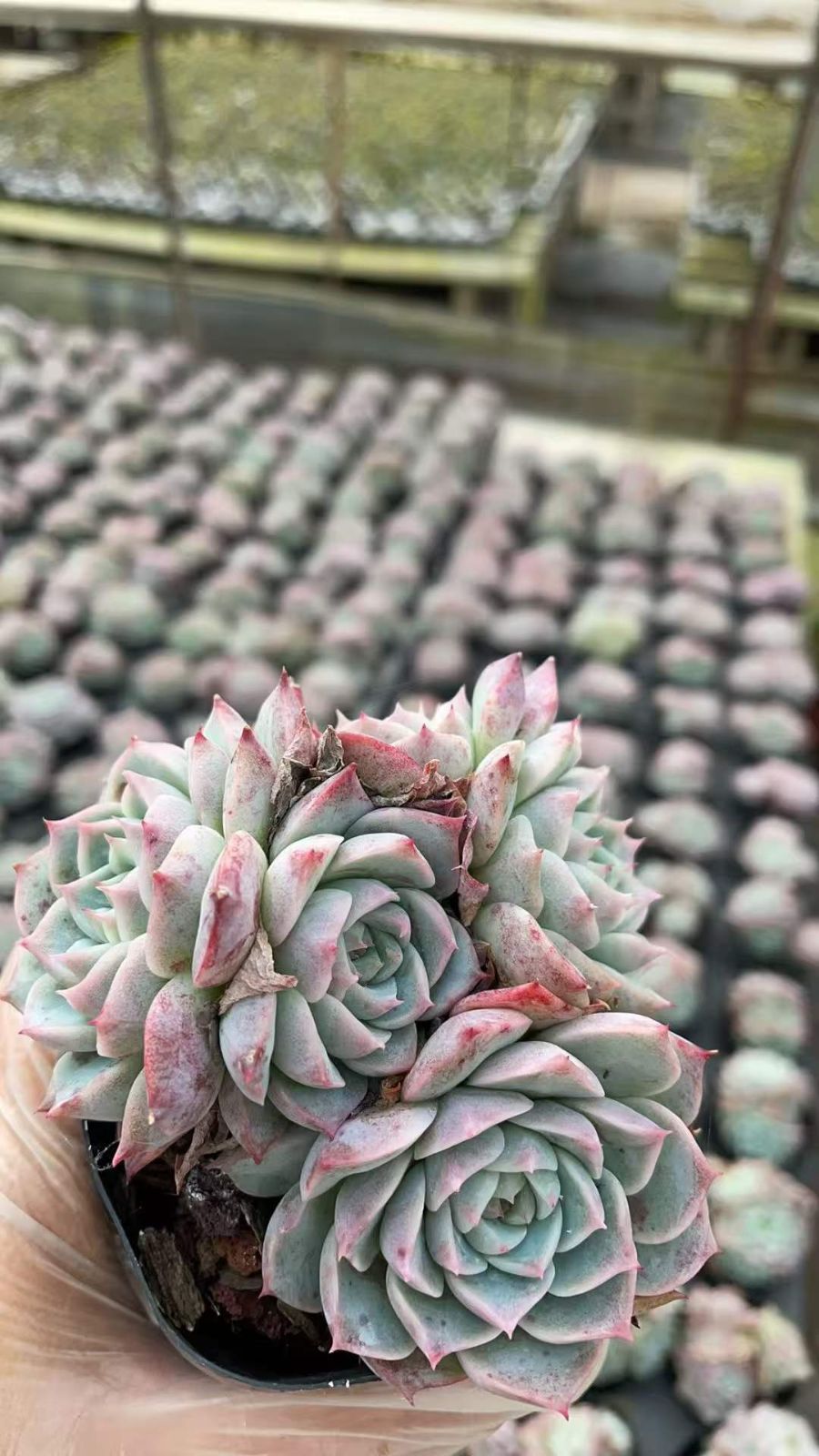 76即購入OK セット 100苗 韓国苗 雑交新種 多肉植物 エケベリア 50株×ピンクスワンダイグン 多肉植物 エケベリア セダム アエオニウム