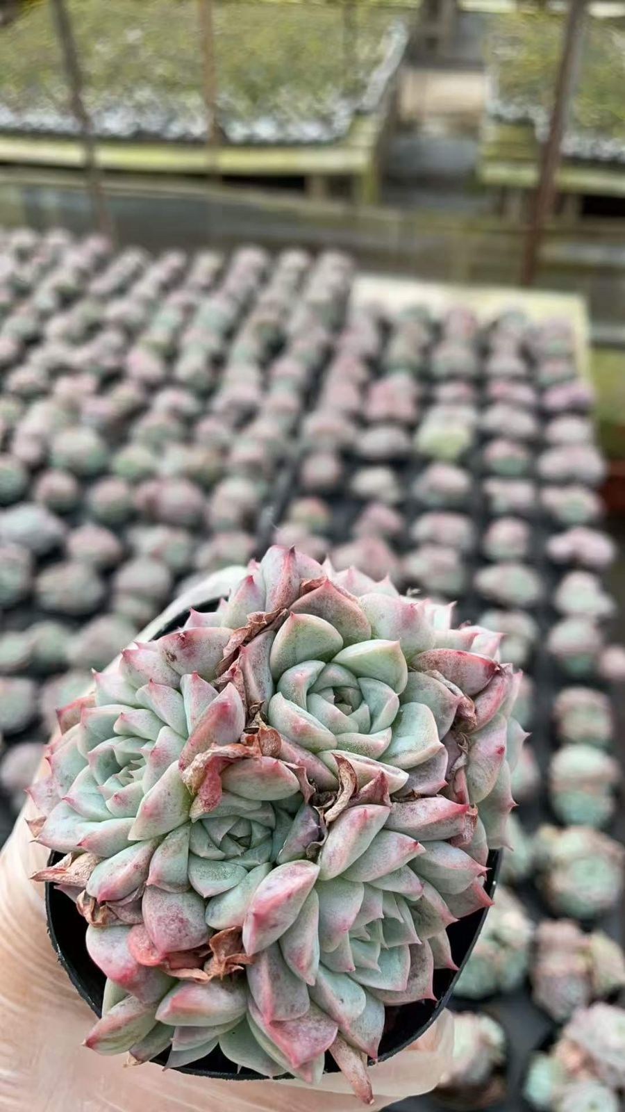 50株×ピンクスワンダイグン 多肉植物 エケベリア セダム アエオニウム