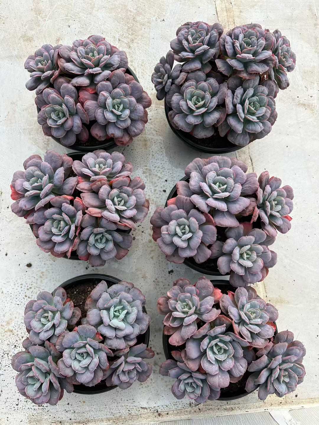 4株×ココロノツキ 多肉植物 エケベリア セダム アエオニウム