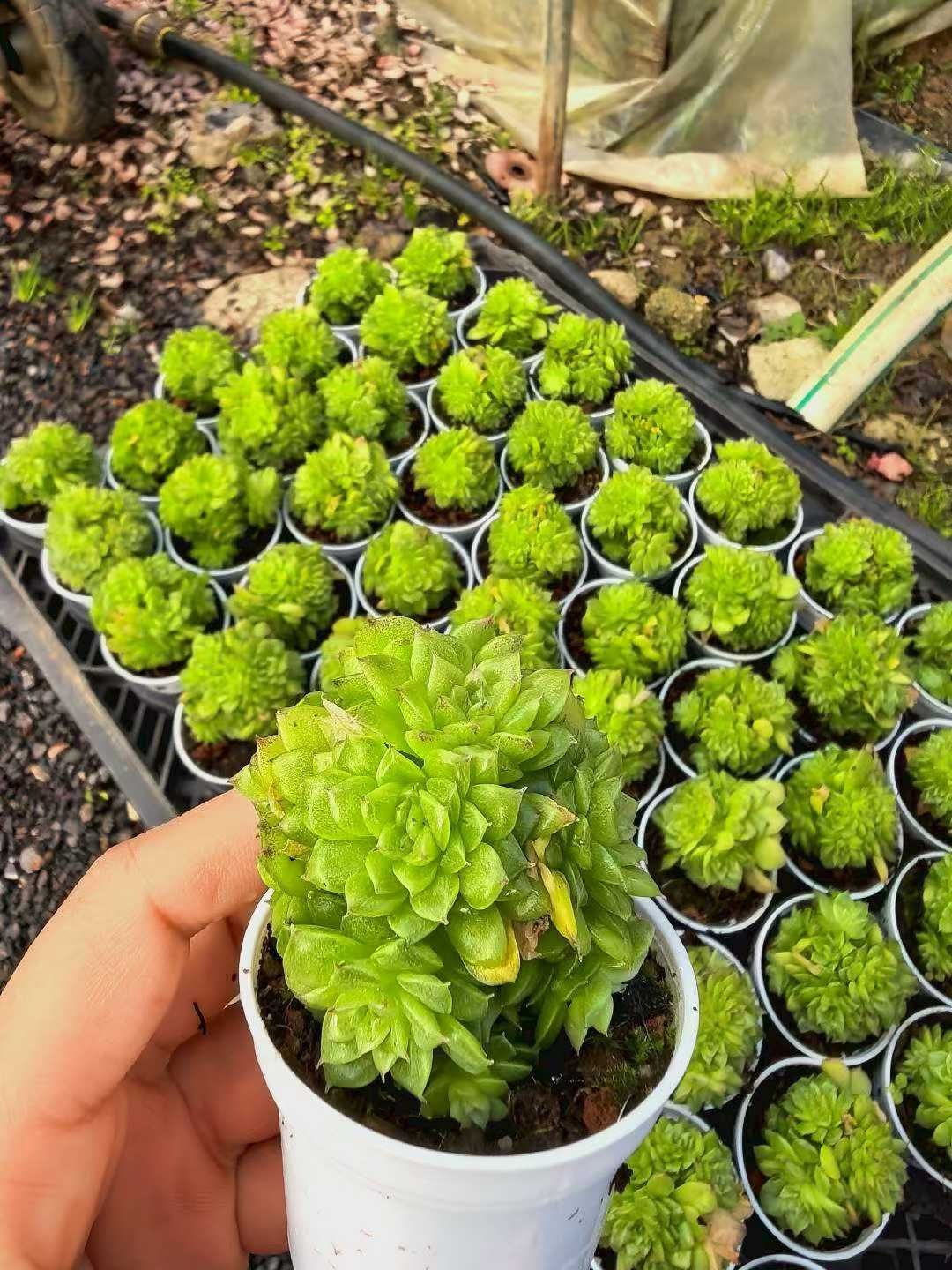 6株×ギョクチョウニシキダイ 多肉植物 エケベリア セダム アエオニウム