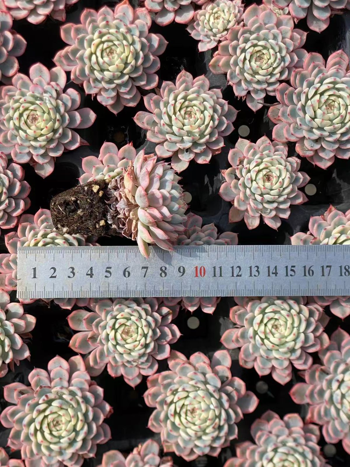 エケベリア・セダム lemmikki エケベリア・セダム寄せ植え