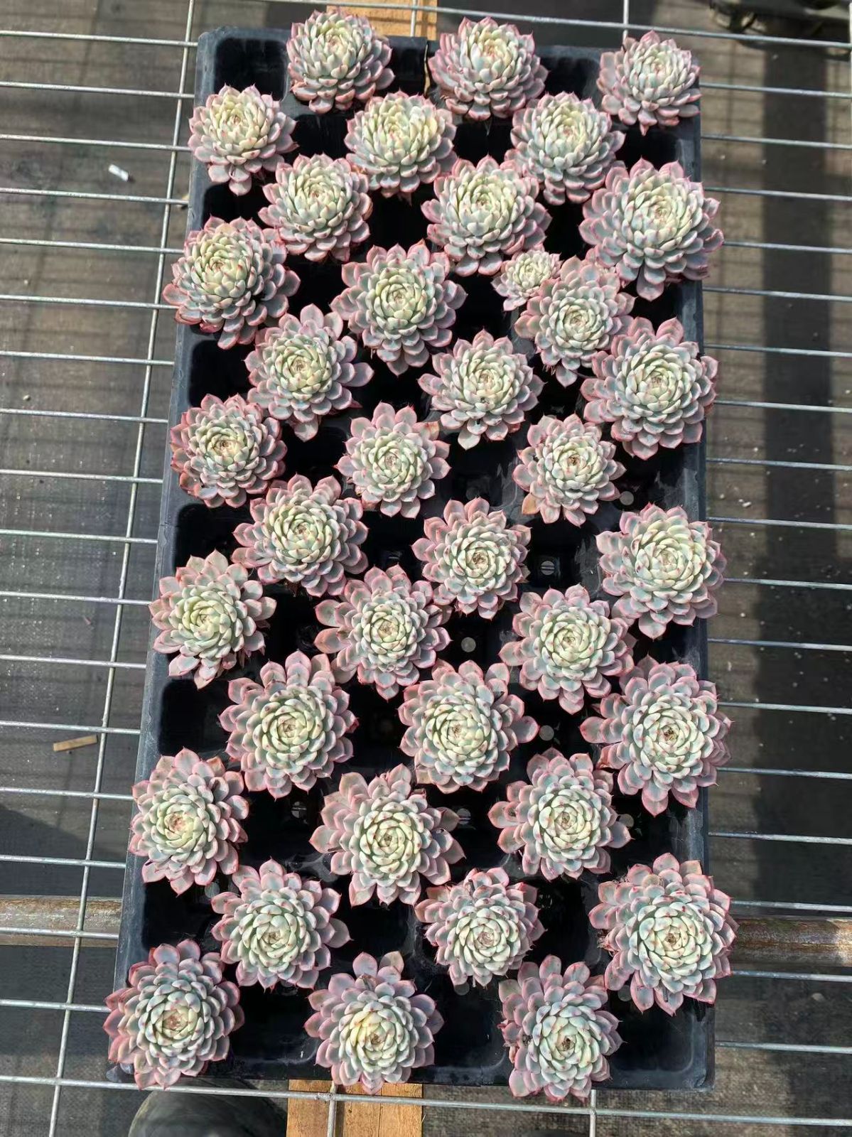 エケベリア・セダム lemmikki エケベリア・セダム寄せ植え