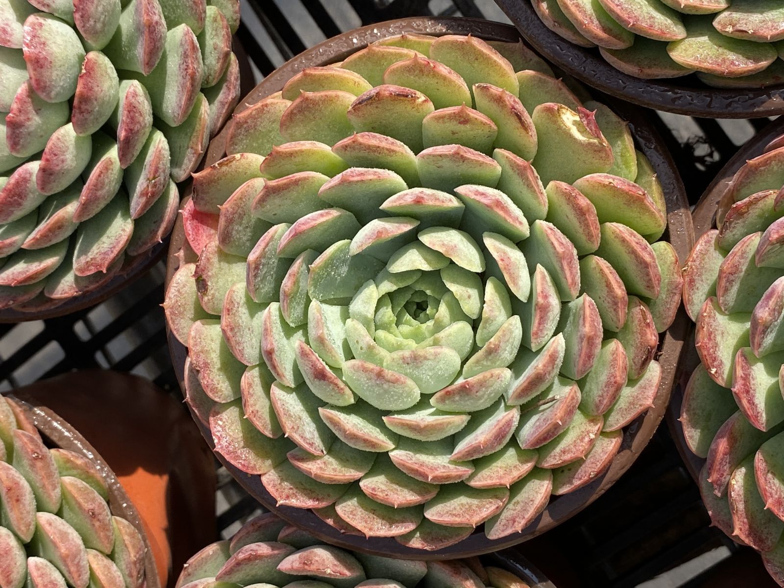 24株×シュサシ 多肉植物 エケベリア セダム アエオニウム