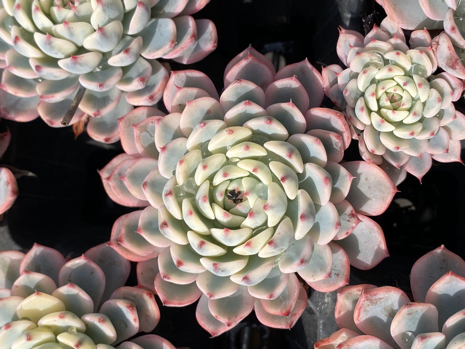 36苗×ヒメレンニシキ 多肉植物 エケベリア セダム アエオニウム