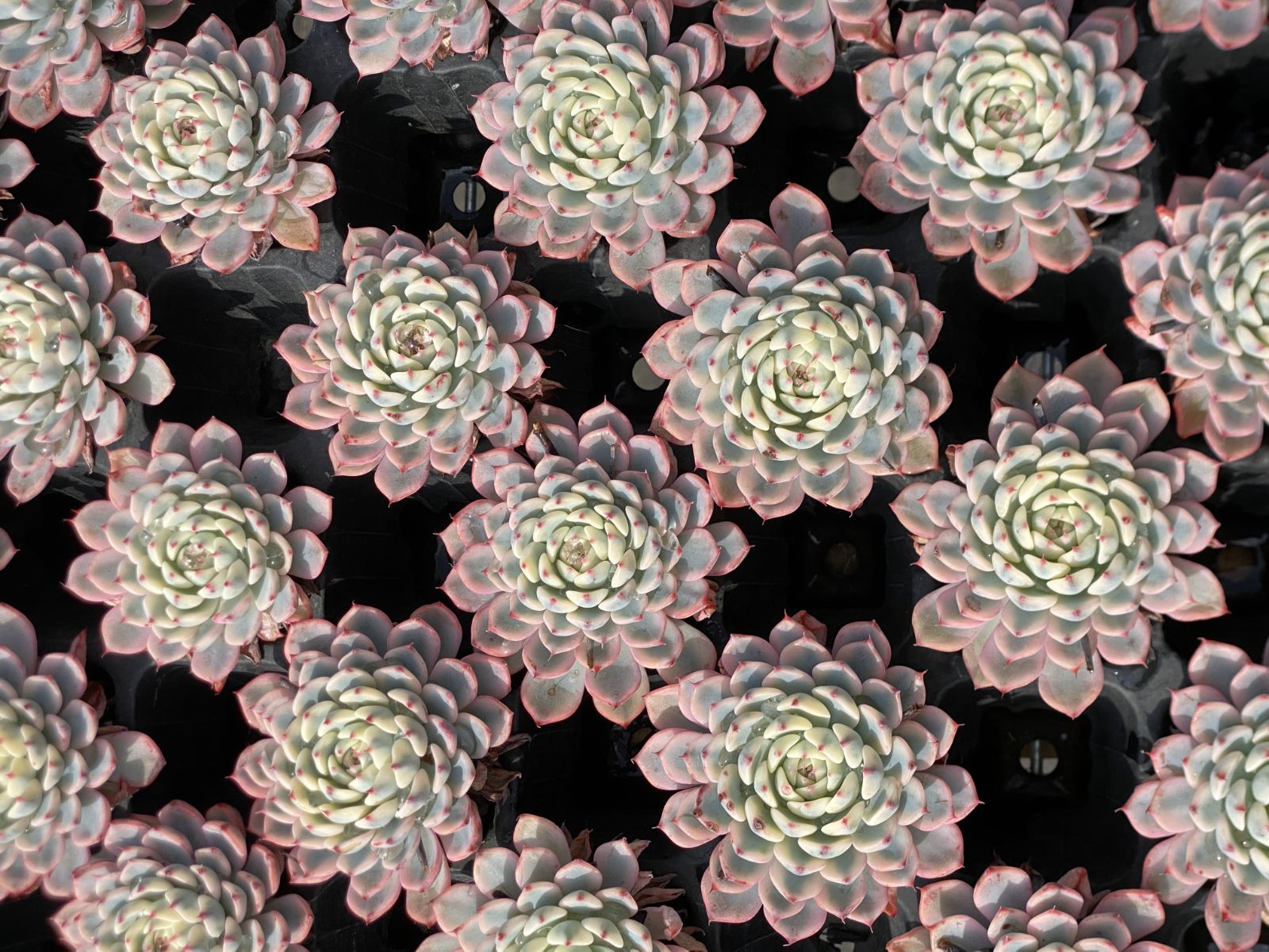 36苗×ヒメレンニシキ 多肉植物 エケベリア セダム アエオニウム