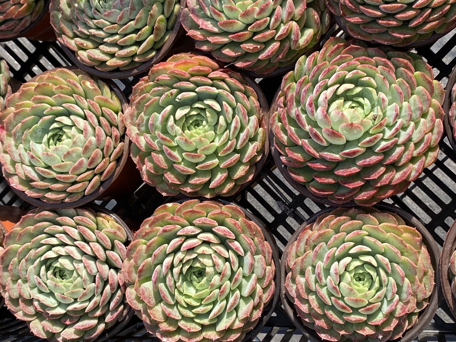 24株×シュサシ 多肉植物 エケベリア セダム アエオニウム